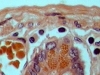 01-eosine