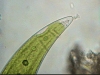 imageparimage