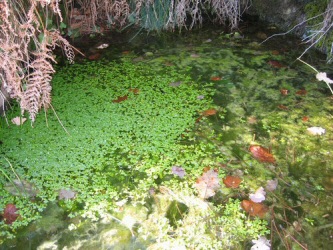 image003-250