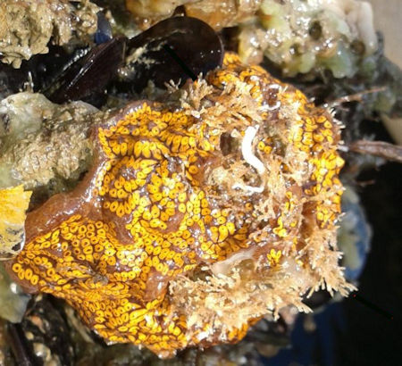 botryllus60